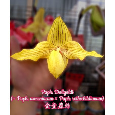 Paph. Dollgoldi