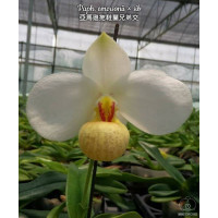 Paph. Emersonii