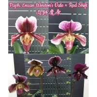 Paph. Enzan Winstons Vale × Red Shift