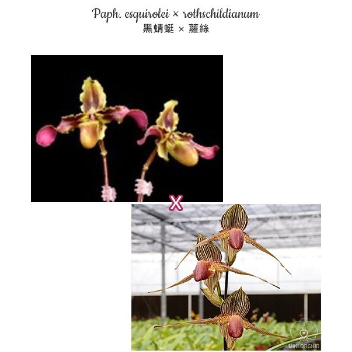 Пафиопедилум (Esquirolei × Rothschildianum)