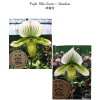 Paph. Hilo Green × Maudiae