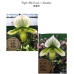Пафиопедилум (Hilo Green × Maudiae)