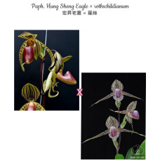 Paph. Hung Sheng Eagle × Rothschildianum