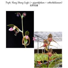 Paph. Hung Sheng Eagle