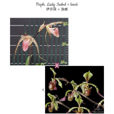 Paph. Lady Isabel × Lowii