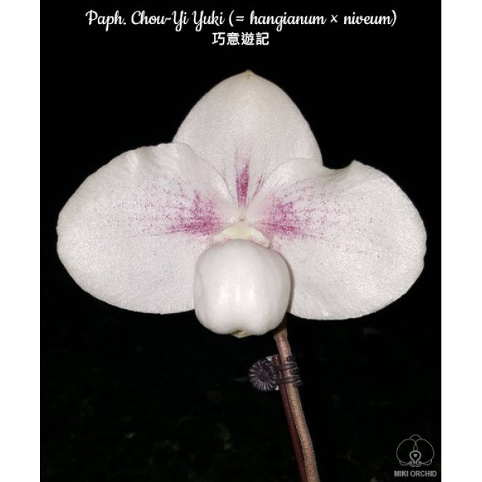 Пафиопедилум (Niveum × Hangianum)