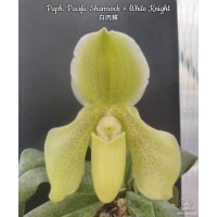 Paph. Pacific Shamrock × White Knight