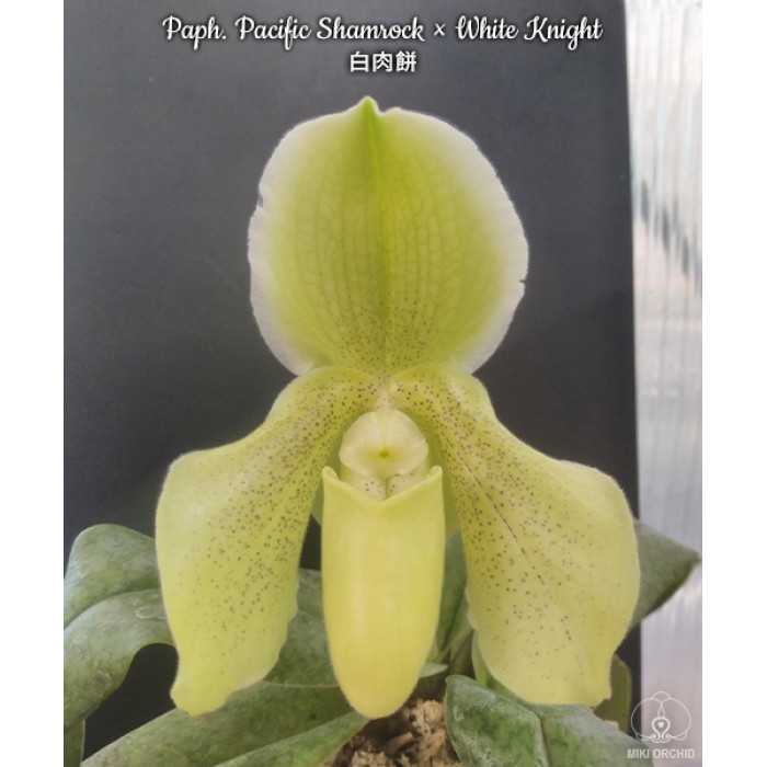 Пафiопедилум (Pacific Shamrock × White Knight)