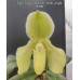 Пафiопедилум (Pacific Shamrock × White Knight)