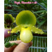 Пафиопедилум (Pinocchio × sib)