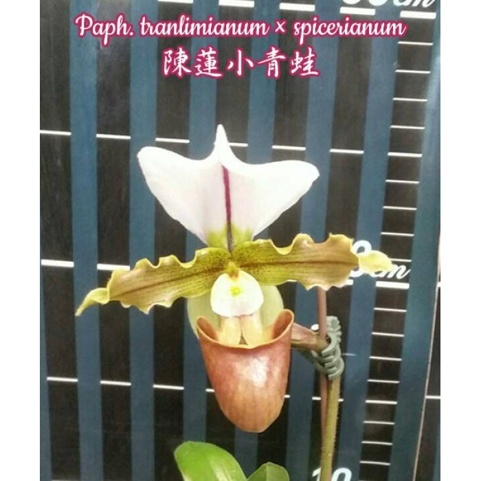 Пафиопедилум (Tranlimianum × Spicerianum)
