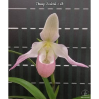 Phrag. Sedenii 3