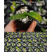 Пафiопедилум (Callosum × Wenshanense var)