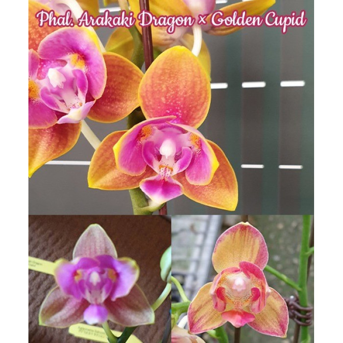 Фаленопсис (Arakaki Dragon × Golden Cupid)
