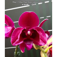 Phal. I-Hsin Pixie Reds peloric