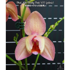 Phal. Miki Smoky Pink 475 peloric