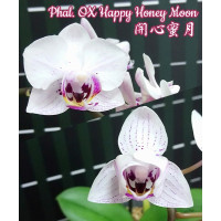 Phal. OX Happy Honey Moon peloric