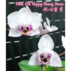 Phal. OX Happy Honey Moon peloric