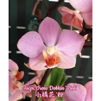 Asc. Irene Dobkin Pink