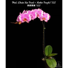 Phal. (Chain Xin Pearl × Minho Purple) 522