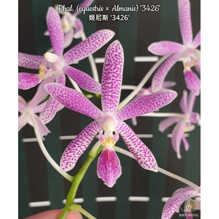 Фаленопсис ((Equestris × Almanis) 3426)