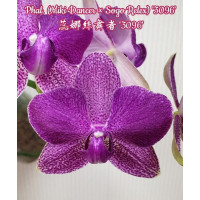 Phal. (Miki Dancer × Sogo Relex) 3096