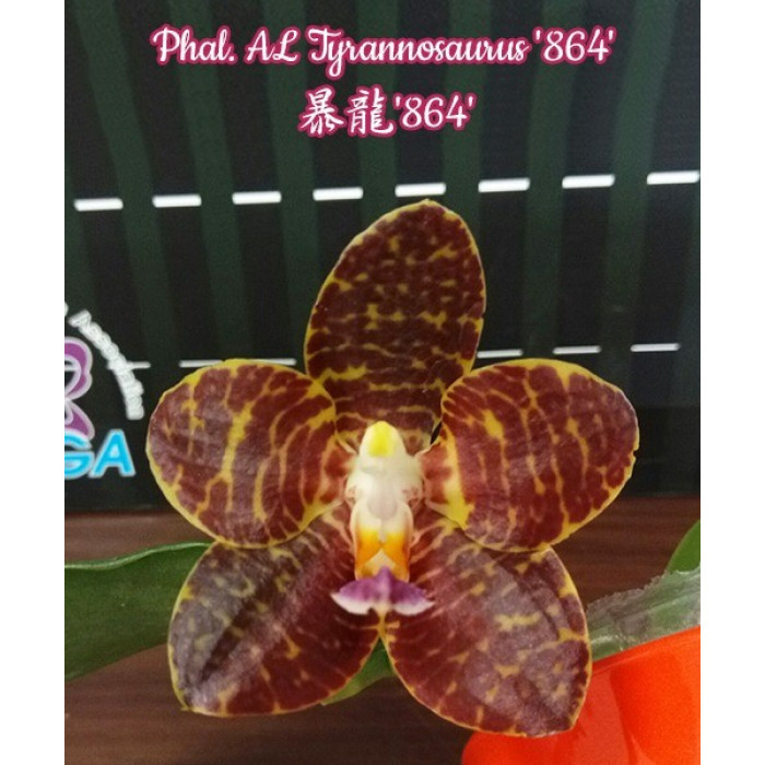 Фаленопсис АЛ Тиранозаурус 864 (AL Tyrannosaurus 864)
