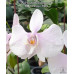 Фаленопсис Амабіліс Сурабая (Amabilis Surabaya)
