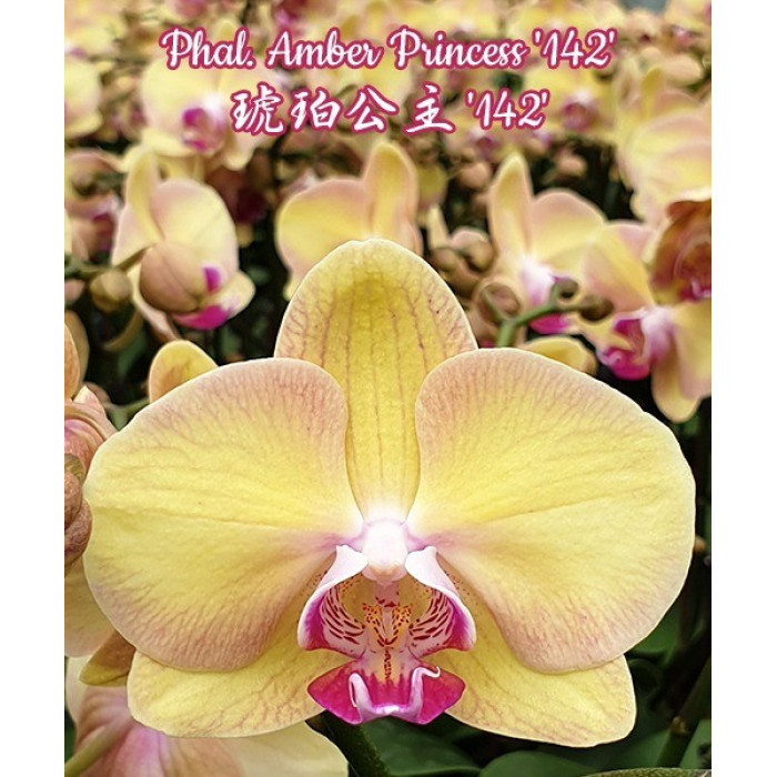 Фаленопсис Амбер Принцесс 142 (Amber Princess 142)