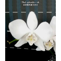 Phal. Aphrodite × sib