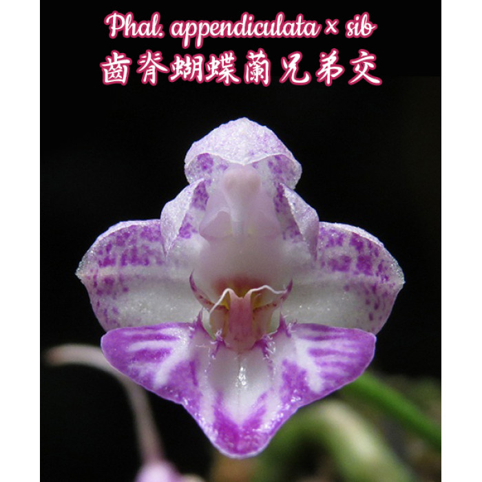 Фаленопсис (Appendiculata × sib)