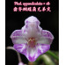 Фаленопсис (Appendiculata × sib)