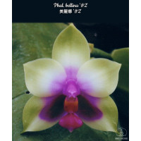 Phal. Bellina №2