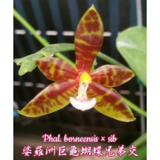 Phal. Borneensis × sib