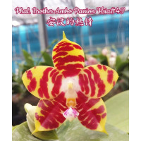 Phal. Brother Ambo Passion Hsia 49