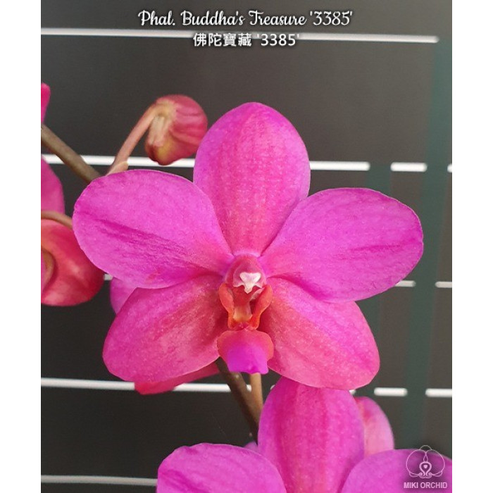 Фаленопсис Будда Трежа 3385 (Buddhas Treasure 3385)