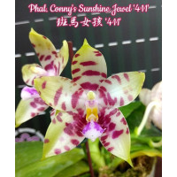 Phal. Connys Sunshine Jewel 411