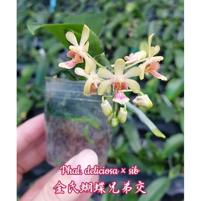 Фаленопсис (Deliciosa × sib 1,7)