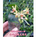 Фаленопсис (Deliciosa × sib 1,7)