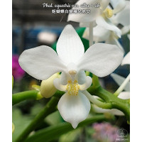 Phal. Equestris Alba × sib