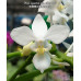 Фаленопсис (Equestris Alba × sib)