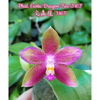 Phal. Exotic Dragon Tree 3163