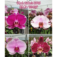 Phal. Fullers 3545