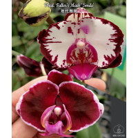 Phal. Fullers Mask Smile