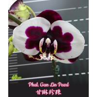 Phal. Gan Lin Pearl