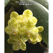 Phal. Gigantea var. Alba × sib 3,5