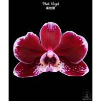 Phal. Hegel
