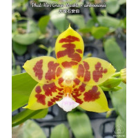 Phal. Hos Green Marble × Amboinensis