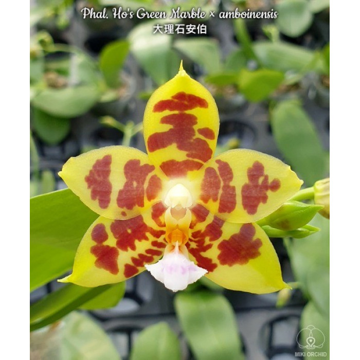 Фаленопсис (Hos Green Marble × Amboinensis)