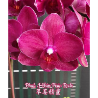 Phal. I-Hsin Pixie Reds